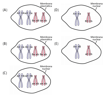 Considere Dois Genes (A E B) Localizados Em Cromossomos Diferentes E ...